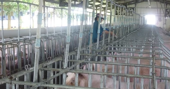 Giá heo hơi hôm nay 27-4: Các vùng miền đều tăng