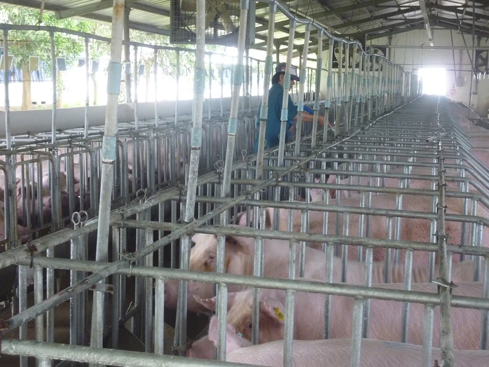 Giá heo hơi hôm nay, 27-5: Tăng giảm thất thường Giá heo hơi hôm nay, 27-5: Tăng giảm thất thường