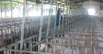 Giá heo hơi hôm nay, 6-3: Khu vực phía Bắc giảm mạnh còn 60.000 đồng/kg