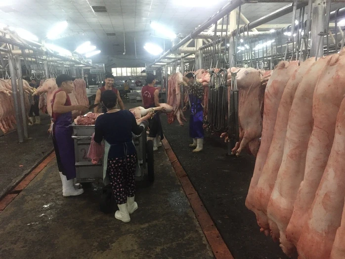 Giá heo hơi hôm nay, 7-4: Sức mua yếu, giá vẫn tăng Giá heo hơi hôm nay, 7-4: Sức mua yếu, giá vẫn tăng
