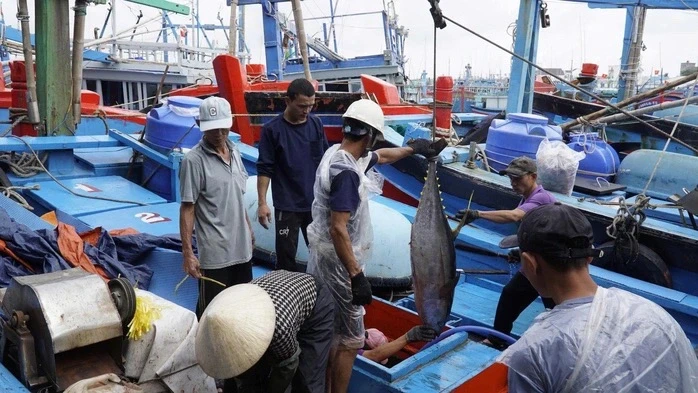 Gia Lai đề xuất xây dựng trung tâm đấu giá cá ngừ đại dương đầu tiên ở Đông Nam Á