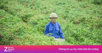 Giá ớt bất ngờ lao dốc mạnh