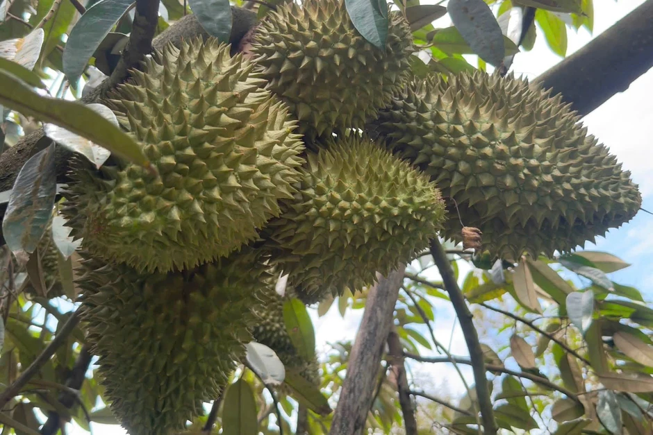 Giá sầu riêng bật tăng mạnh, chủ vườn bỏ túi tiền tỷ Giá sầu riêng bật tăng mạnh, chủ vườn bỏ túi tiền tỷ