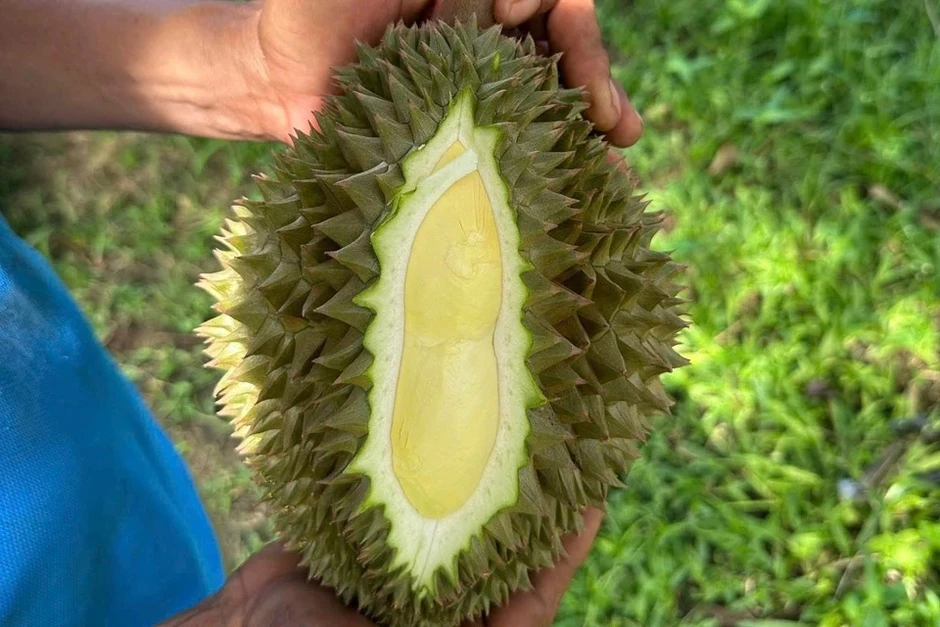 Giá sầu riêng lao dốc, chủ vườn 'khóc ròng' Giá sầu riêng lao dốc, chủ vườn 'khóc ròng'