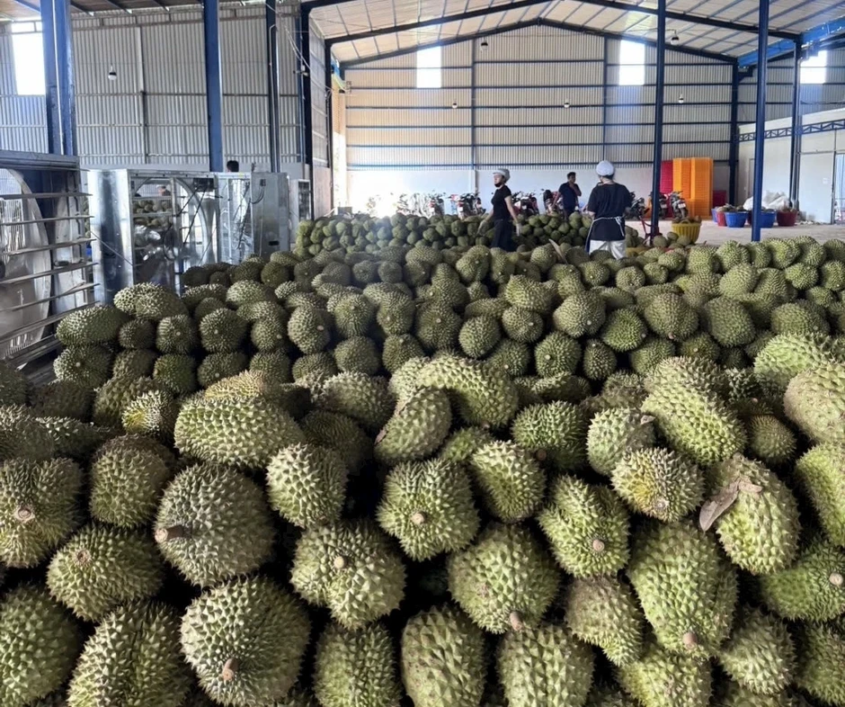 Giá sầu riêng lao dốc, điểm nghẽn không chỉ nằm ở thị trường Giá sầu riêng lao dốc, điểm nghẽn không chỉ nằm ở thị trường