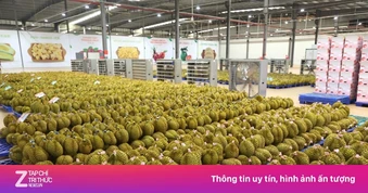 Giá sầu riêng lao dốc, điểm nghẽn không chỉ nằm ở thị trường