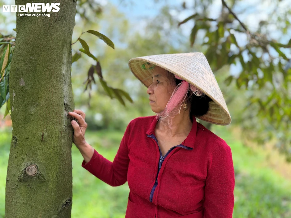 Giá sầu riêng lao dốc: Thương lái bỏ cọc, nhà vườn ôm cục nợ Giá sầu riêng lao dốc: Thương lái bỏ cọc, nhà vườn ôm cục nợ