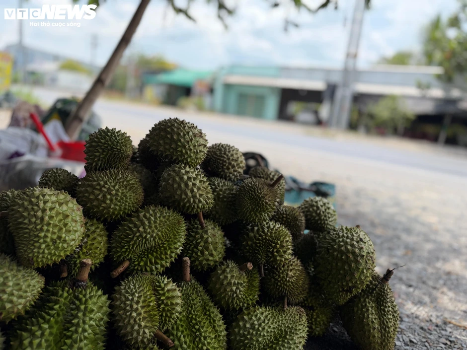 Giá sầu riêng lao dốc: Thương lái bỏ cọc, nhà vườn ôm cục nợ Giá sầu riêng lao dốc: Thương lái bỏ cọc, nhà vườn ôm cục nợ