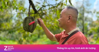 Giá sầu riêng lao dốc: Thương lái bỏ cọc, nhà vườn ôm cục nợ