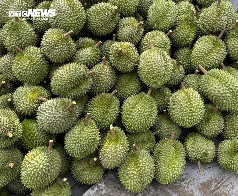 Giá sầu riêng lao dốc, xe ùn ứ chờ kiểm nghiệm: Điều gì đang xảy ra? Giá sầu riêng lao dốc, xe ùn ứ chờ kiểm nghiệm: Điều gì đang xảy ra?