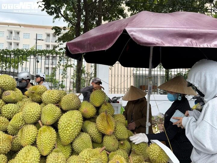 Giá sầu riêng Ri6 bật tăng trở lại Giá sầu riêng Ri6 bật tăng trở lại