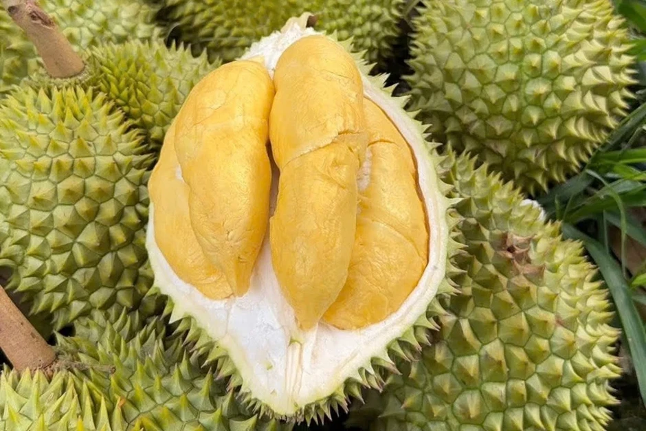 Giá sầu riêng tăng trở lại, thương lái đẩy mạnh mua gom Giá sầu riêng tăng trở lại, thương lái đẩy mạnh mua gom