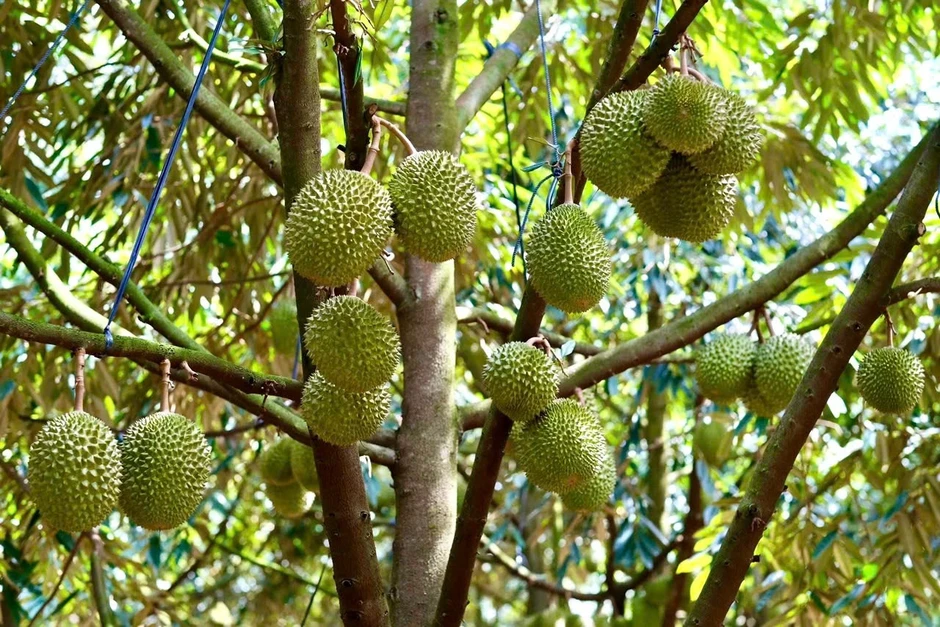 Giá sầu riêng tăng trở lại, thương lái đẩy mạnh mua gom Giá sầu riêng tăng trở lại, thương lái đẩy mạnh mua gom