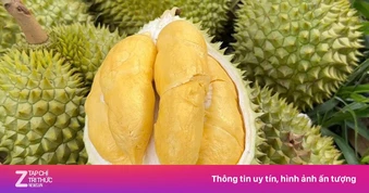 Giá sầu riêng tăng trở lại, thương lái đẩy mạnh mua gom