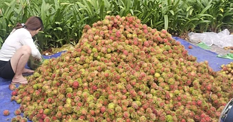 Giá trái cây tại vườn rẻ rề, ra đến chợ tăng gấp 4-5 lần