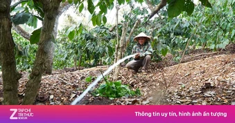 Giảm chi phí xăng: Nông, ngư dân tưới cây bằng điện, bán cá giữa biển