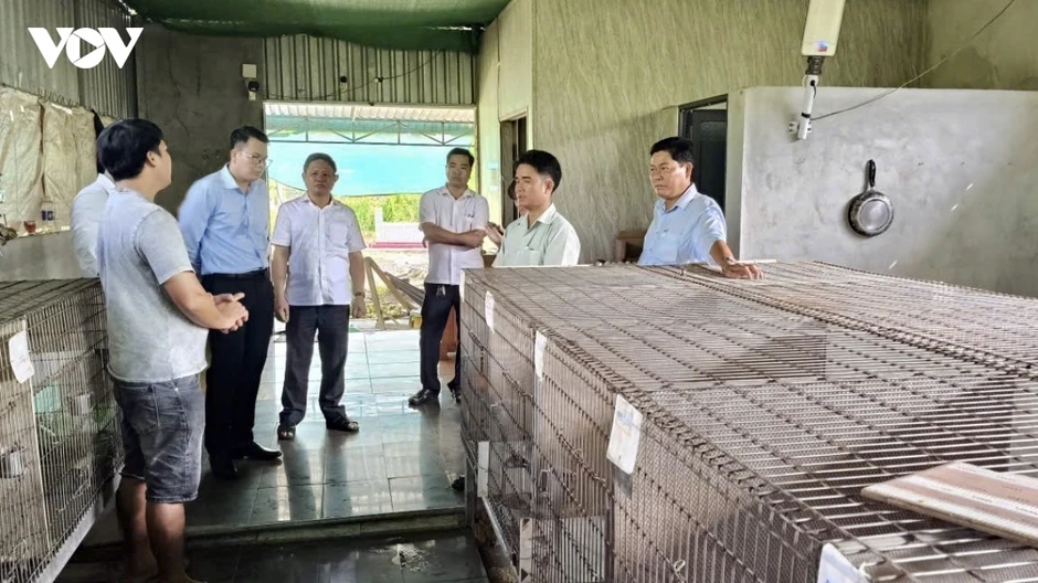 Giảm nghèo từ mô hình nuôi chồn hương sinh sản Giảm nghèo từ mô hình nuôi chồn hương sinh sản