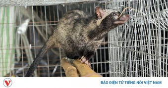 Giảm nghèo từ mô hình nuôi chồn hương sinh sản