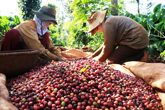 Giữa 'cơn bão' giảm giá, một mặt hàng của Việt Nam vẫn đón tin vui lớn từ EU Giữa 'cơn bão' giảm giá, một mặt hàng của Việt Nam vẫn đón tin vui lớn từ EU