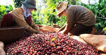 Giữa 'cơn bão' giảm giá, một mặt hàng của Việt Nam vẫn đón tin vui lớn từ EU