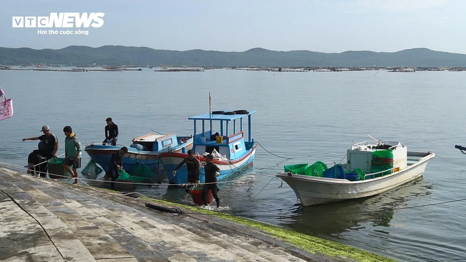 Hồi sinh ‘thủ phủ tôm hùm’ Vịnh Xuân Đài tại Đắk Lắk sau lũ dữ Hồi sinh ‘thủ phủ tôm hùm’ Vịnh Xuân Đài tại Đắk Lắk sau lũ dữ