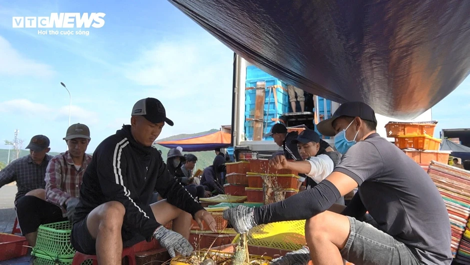 Hồi sinh ‘thủ phủ tôm hùm’ Vịnh Xuân Đài tại Đắk Lắk sau lũ dữ Hồi sinh ‘thủ phủ tôm hùm’ Vịnh Xuân Đài tại Đắk Lắk sau lũ dữ