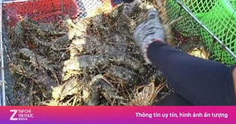 Hồi sinh ‘thủ phủ tôm hùm’ Vịnh Xuân Đài tại Đắk Lắk sau lũ dữ