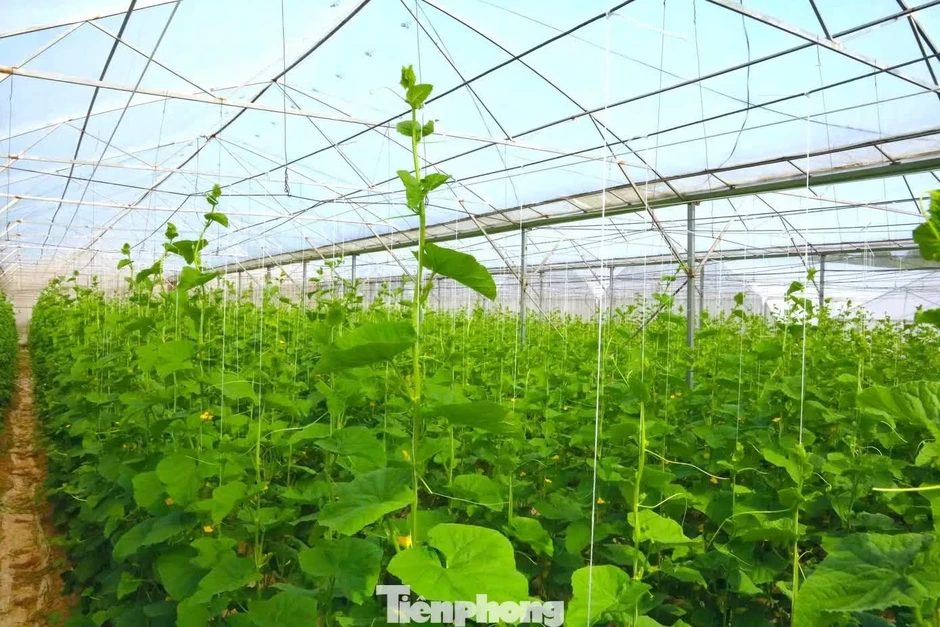Kỹ sư bỏ lương hơn 50 triệu/tháng ở thành phố về quê làm nông dân Kỹ sư bỏ lương hơn 50 triệu/tháng ở thành phố về quê làm nông dân