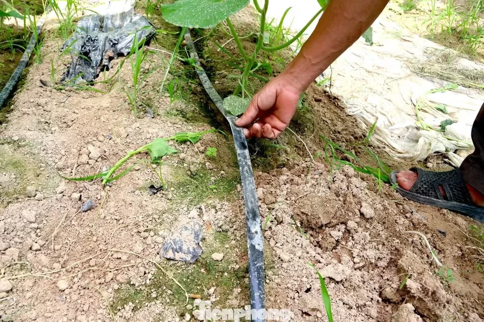 Kỹ sư bỏ lương hơn 50 triệu/tháng ở thành phố về quê làm nông dân Kỹ sư bỏ lương hơn 50 triệu/tháng ở thành phố về quê làm nông dân