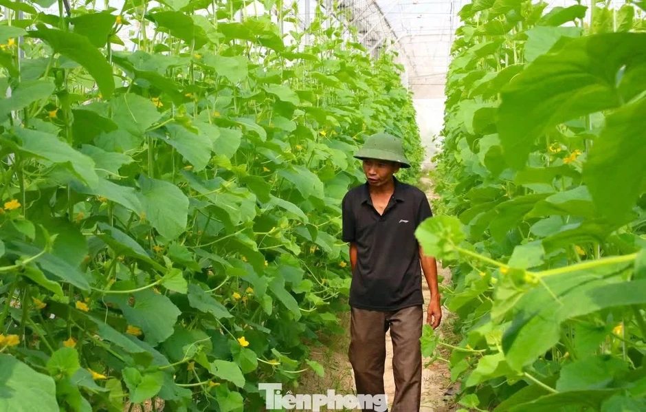 Kỹ sư bỏ lương hơn 50 triệu/tháng ở thành phố về quê làm nông dân Kỹ sư bỏ lương hơn 50 triệu/tháng ở thành phố về quê làm nông dân