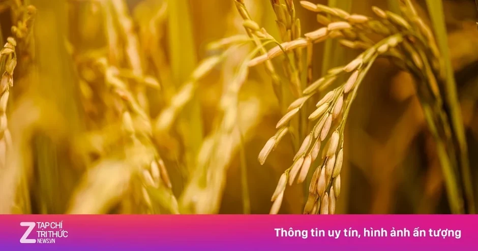 Kêu gọi doanh nghiệp mua lúa giá tối thiểu 7.000 đồng/kg