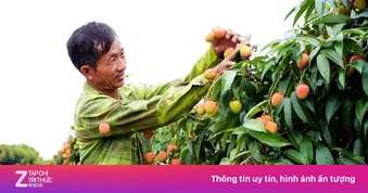 Khóc, cười mùa vải thiều Bắc Ninh