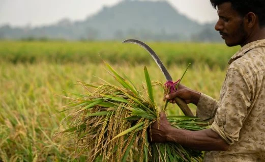 Không phải Thái Lan, đây mới là ‘vựa lúa’ đang liên tiếp đón tin buồn: Phụ phí lên đến 6.000 USD/container, Iran là khách hàng lớn nhất Không phải Thái Lan, đây mới là ‘vựa lúa’ đang liên tiếp đón tin buồn: Phụ phí lên đến 6.000 USD/container, Iran là khách hàng lớn nhất