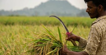 Không phải Thái Lan, đây mới là ‘vựa lúa’ đang liên tiếp đón tin buồn: Phụ phí lên đến 6.000 USD/container, Iran là khách hàng lớn nhất