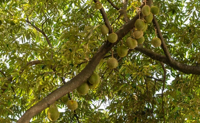 Không phải Thái Lan, một đối thủ của sầu riêng Việt Nam gặp khó chồng khó: Số cây ra hoa giảm 60%, vụ thu hoạch đứng trước nguy cơ chậm trễ Không phải Thái Lan, một đối thủ của sầu riêng Việt Nam gặp khó chồng khó: Số cây ra hoa giảm 60%, vụ thu hoạch đứng trước nguy cơ chậm trễ