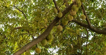 Không phải Thái Lan, một đối thủ của sầu riêng Việt Nam gặp khó chồng khó: Số cây ra hoa giảm 60%, vụ thu hoạch đứng trước nguy cơ chậm trễ