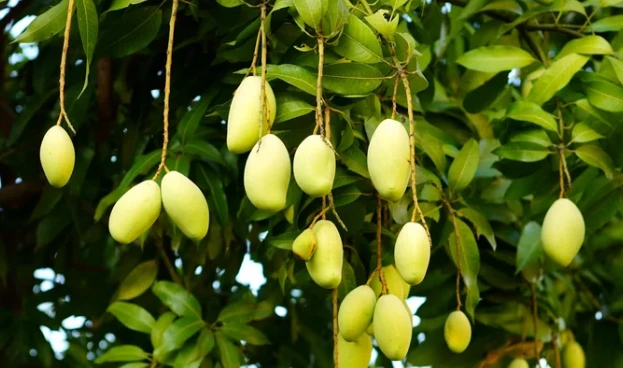 Không phải thanh long hay sầu riêng, Campuchia quyết làm giàu từ loại quả Việt Nam cũng đang trồng nhiều: Diện tích trồng tăng 2.660%, sản lượng 2,2 triệu tấn mỗi năm Không phải thanh long hay sầu riêng, Campuchia quyết làm giàu từ loại quả Việt Nam cũng đang trồng nhiều: Diện tích trồng tăng 2.660%, sản lượng 2,2 triệu tấn mỗi năm