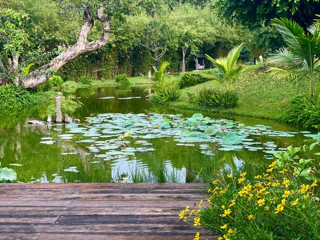 Khu vườn gần 1ha của ông Đặng Lê Nguyên Vũ Khu vườn gần 1ha của ông Đặng Lê Nguyên Vũ