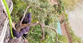 Kiểm lâm thu giữ hàng trăm cây cảnh muội hồng, phạt tiền cả trăm triệu đồng