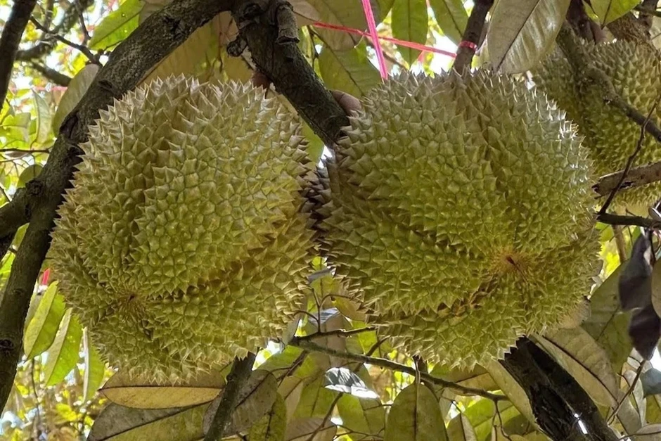 Lần đầu tiên Đắk Lắk đấu giá sầu riêng tại vườn Lần đầu tiên Đắk Lắk đấu giá sầu riêng tại vườn