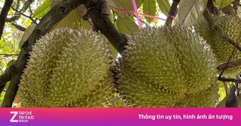Lần đầu tiên Đắk Lắk đấu giá sầu riêng tại vườn