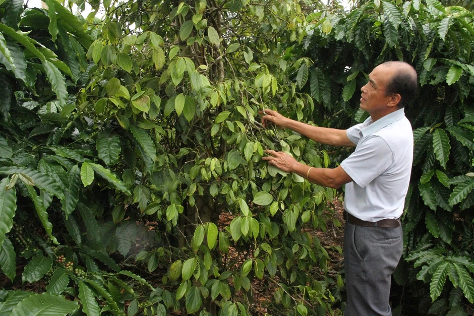 Làng “tỷ phú” giữa lòng cao nguyên Làng “tỷ phú” giữa lòng cao nguyên