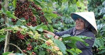Làng “tỷ phú” giữa lòng cao nguyên