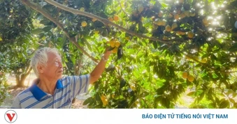 Lão nông Cần Thơ thu lãi kép từ vườn thanh trà