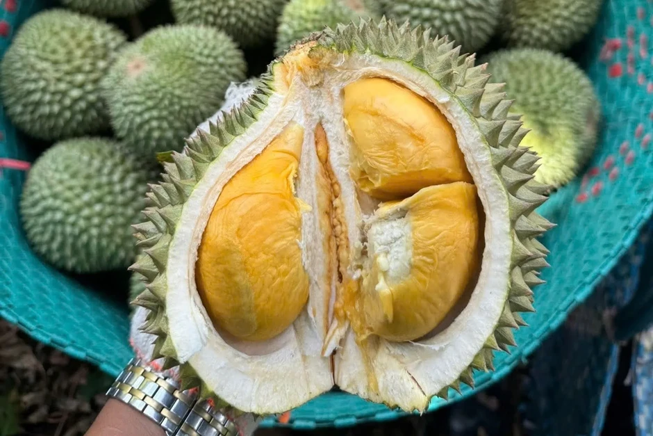 Lên 'kịch bản' cho quả sầu riêng Việt Nam Lên 'kịch bản' cho quả sầu riêng Việt Nam