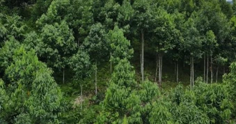Loại cây gỗ quý giúp Việt Nam vượt Trung Quốc trở thành ông trùm thế giới: Từ vỏ đến lá đều hái ra tiền, Mỹ liên tục lùng mua