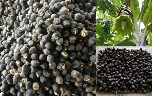 Loại quả 'cô đơn' mọc giữa rừng sâu: Giá 120.000đ/kg vẫn không có mà mua, quý hơn cả dược liệu Loại quả 'cô đơn' mọc giữa rừng sâu: Giá 120.000đ/kg vẫn không có mà mua, quý hơn cả dược liệu