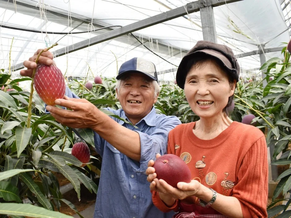 Loại quả được gọi là 'trứng của mặt trời' vừa được trồng thành công tại Việt Nam - có gì đặc biệt mà giá có thể lên tới 3.000 USD/cặp? Loại quả được gọi là 'trứng của mặt trời' vừa được trồng thành công tại Việt Nam - có gì đặc biệt mà giá có thể lên tới 3.000 USD/cặp?