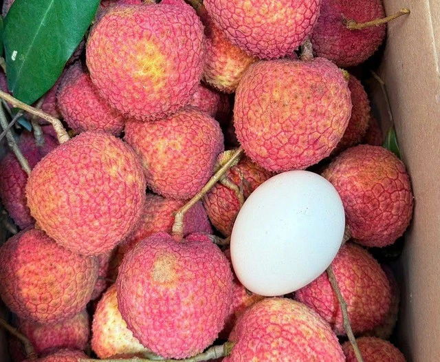 Loại vải to như quả trứng gà, giá 400.000 đồng/kg vẫn không có hàng để ăn tại Thanh Hà Loại vải to như quả trứng gà, giá 400.000 đồng/kg vẫn không có hàng để ăn tại Thanh Hà