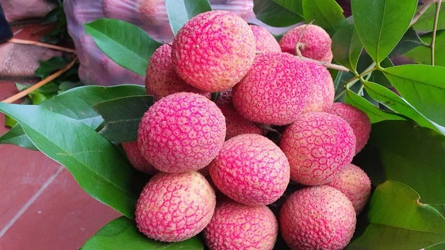 Loại vải to như quả trứng gà, giá 400.000 đồng/kg vẫn không có hàng để ăn tại Thanh Hà Loại vải to như quả trứng gà, giá 400.000 đồng/kg vẫn không có hàng để ăn tại Thanh Hà